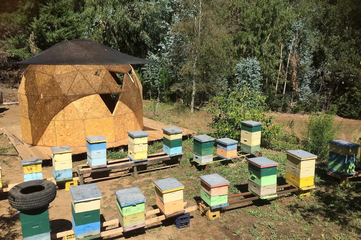 El domo y las colmenas de colores dispuestas sobre pallets
